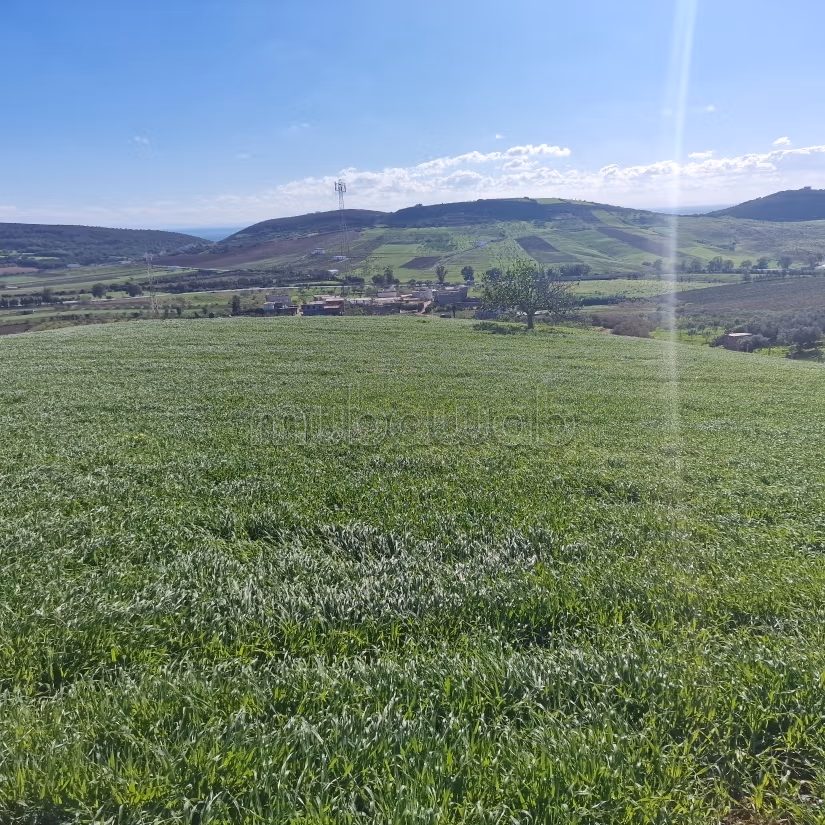 Aousja / vente terrain agricole de 2650 m2