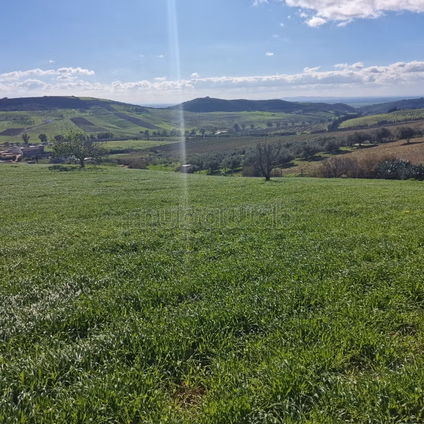 Aousja / vente terrain agricole de 2650 m2