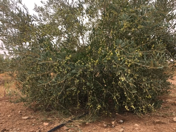 Jolie ferme à vendre à Chichaoua.
Superficie 150000 m²