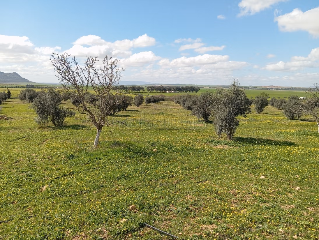Farm for sale