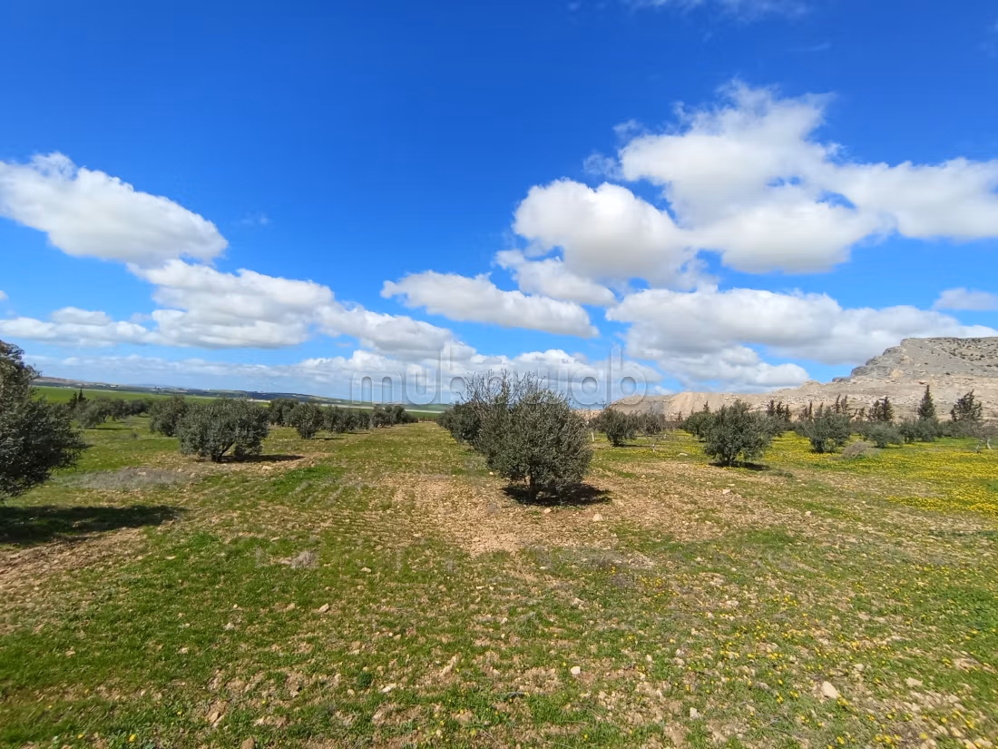 Farm for sale
