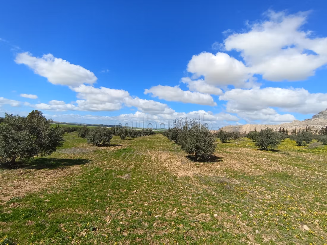 Farm for sale