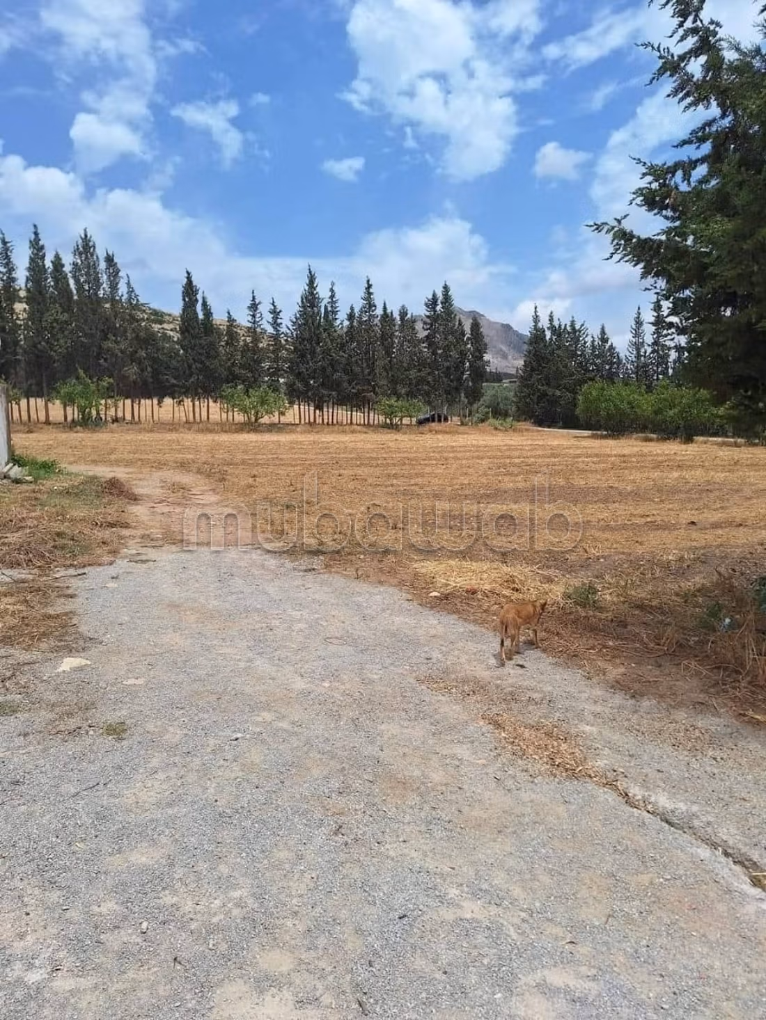 5 Hectares à Mornag direct propriétaire