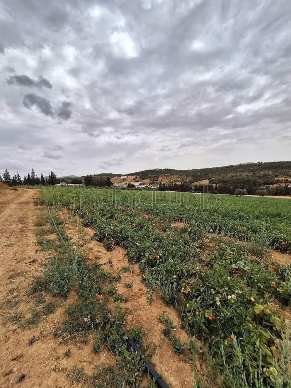 5 Hectares à Mornag direct propriétaire