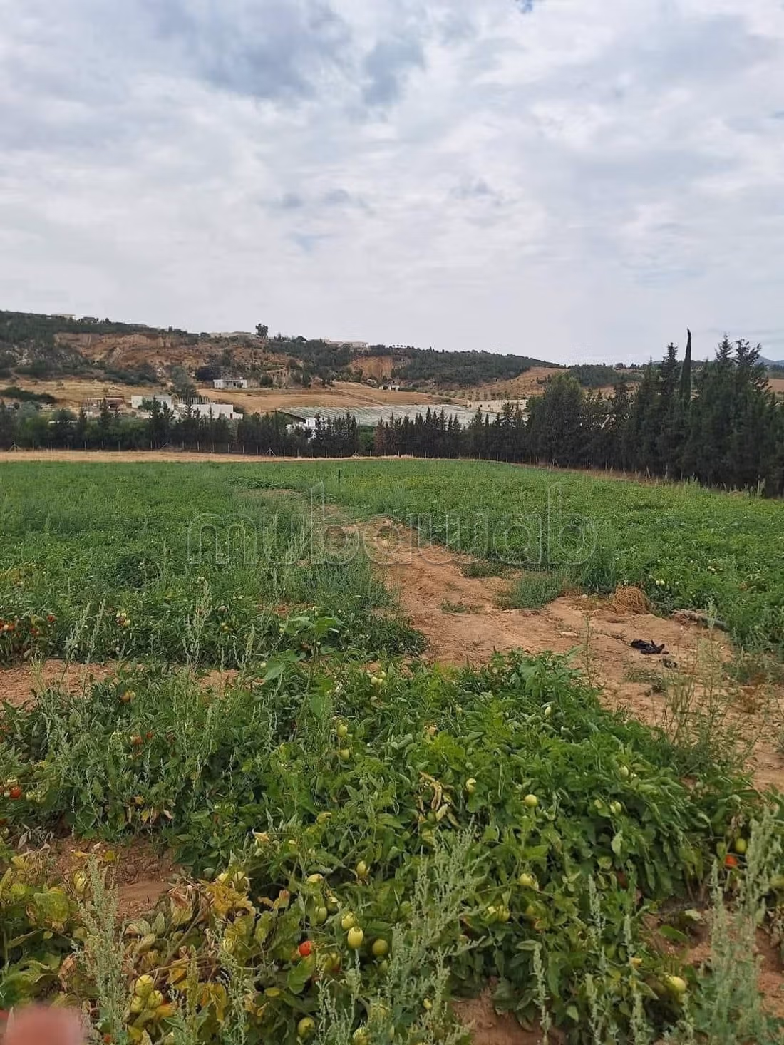 5 Hectares à Mornag direct propriétaire