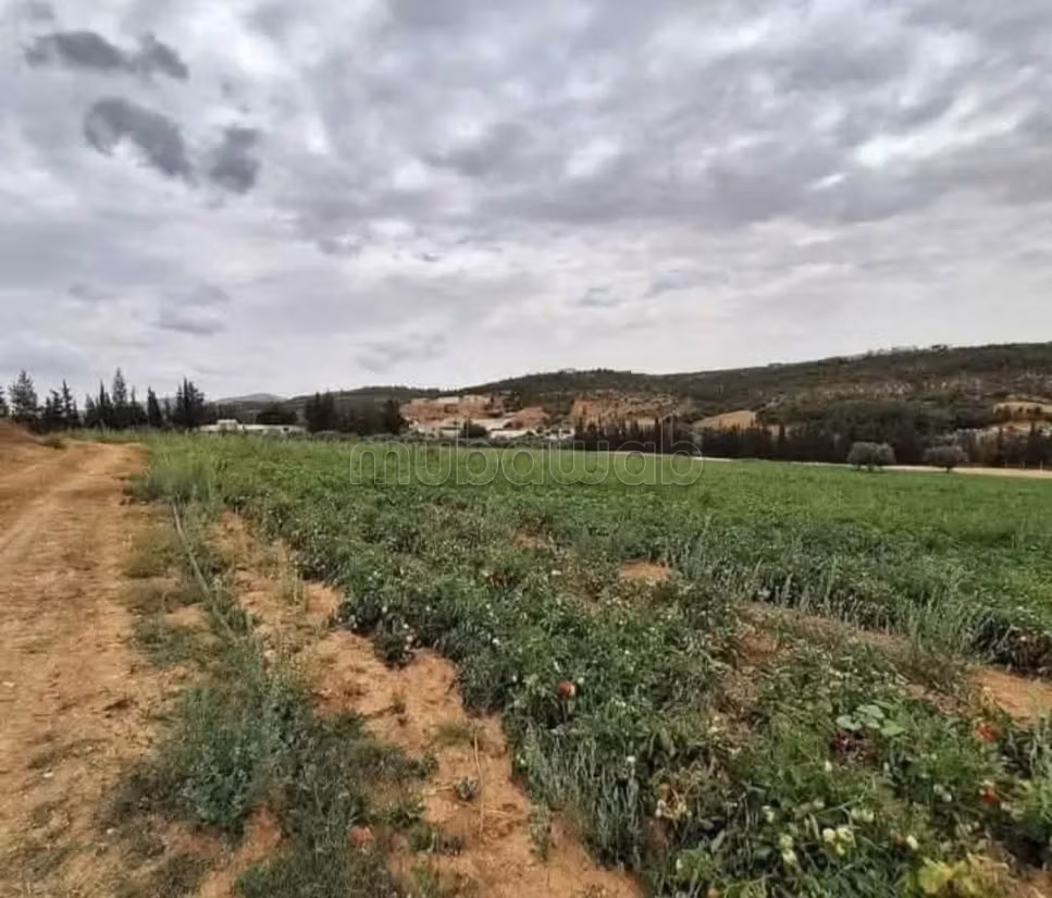 5 Hectares à Mornag direct propriétaire