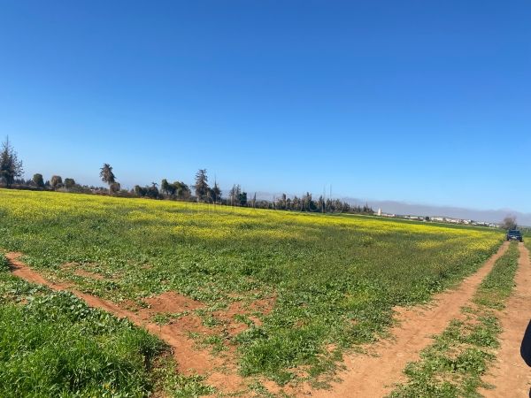 Vente de terrain agricole 4780 m2 Berkane Laatamna
