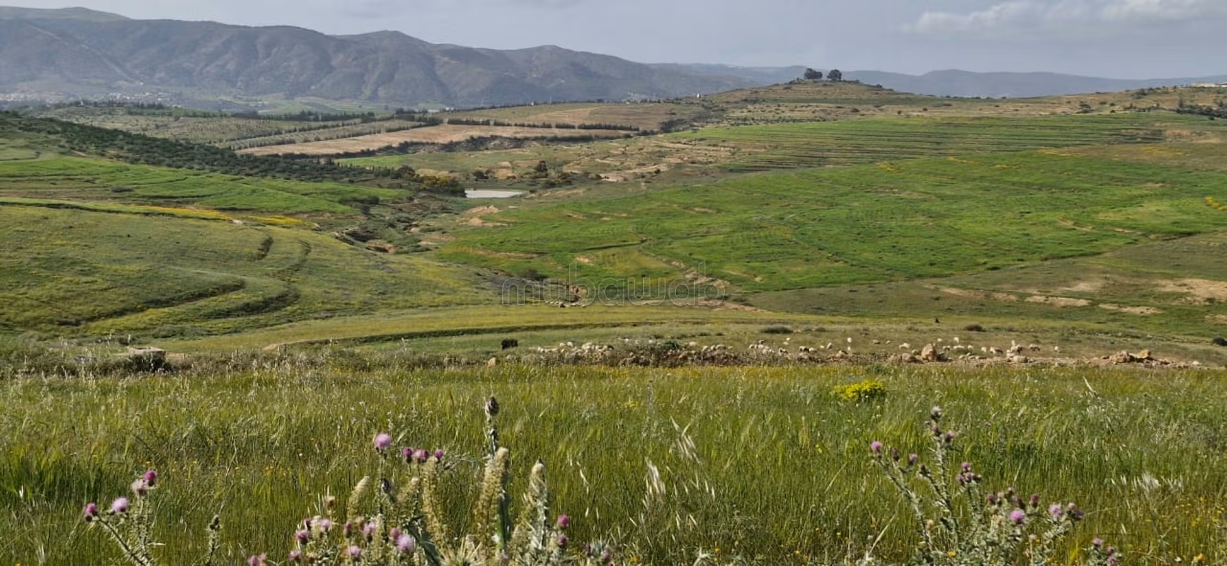 A vendre 20 hectares a el Battan Manouba