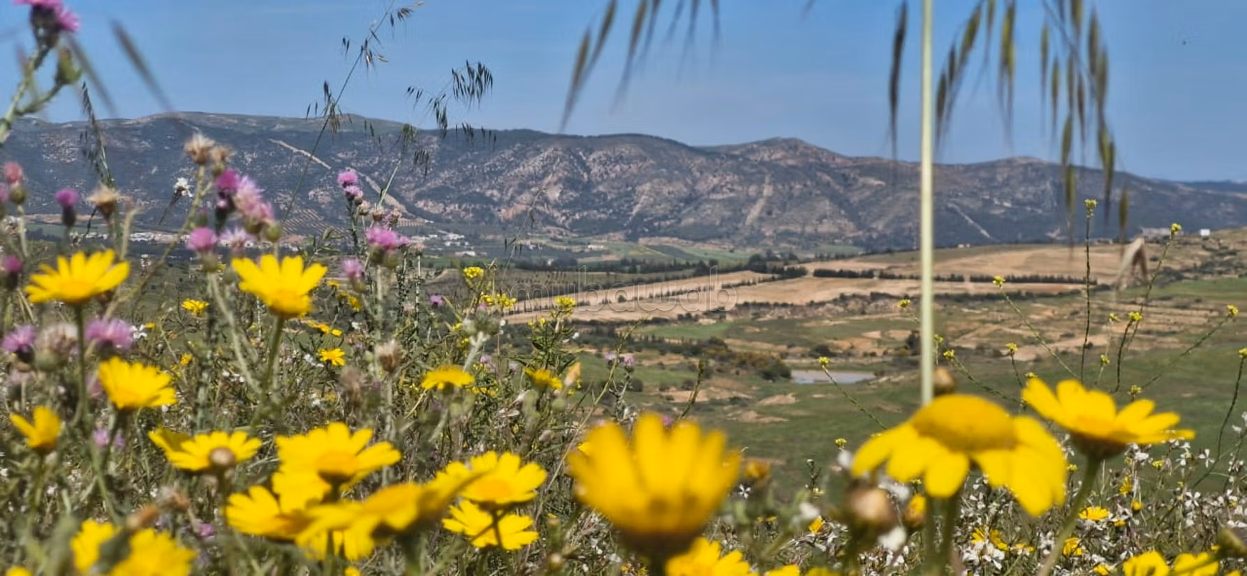 A vendre 20 hectares a el Battan Manouba