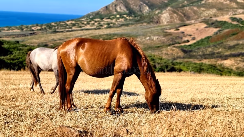 Vente terrain sidi thabet 5hec a 1 km des habitaions