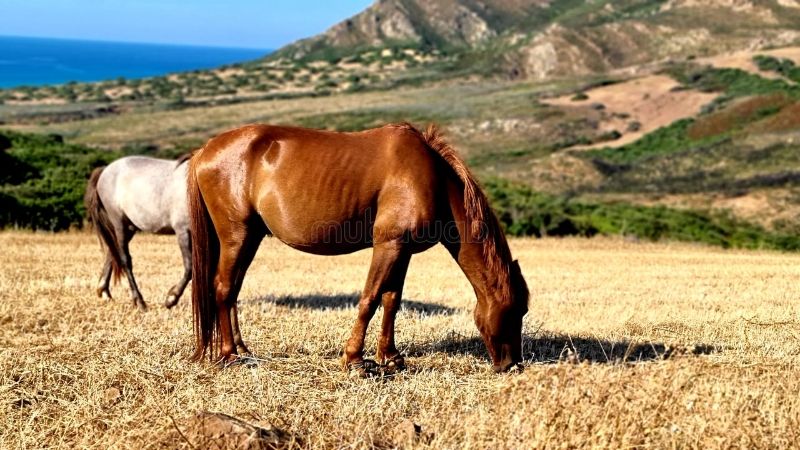 Vente terrain sidi thabet 5hec a 1 km habitaion