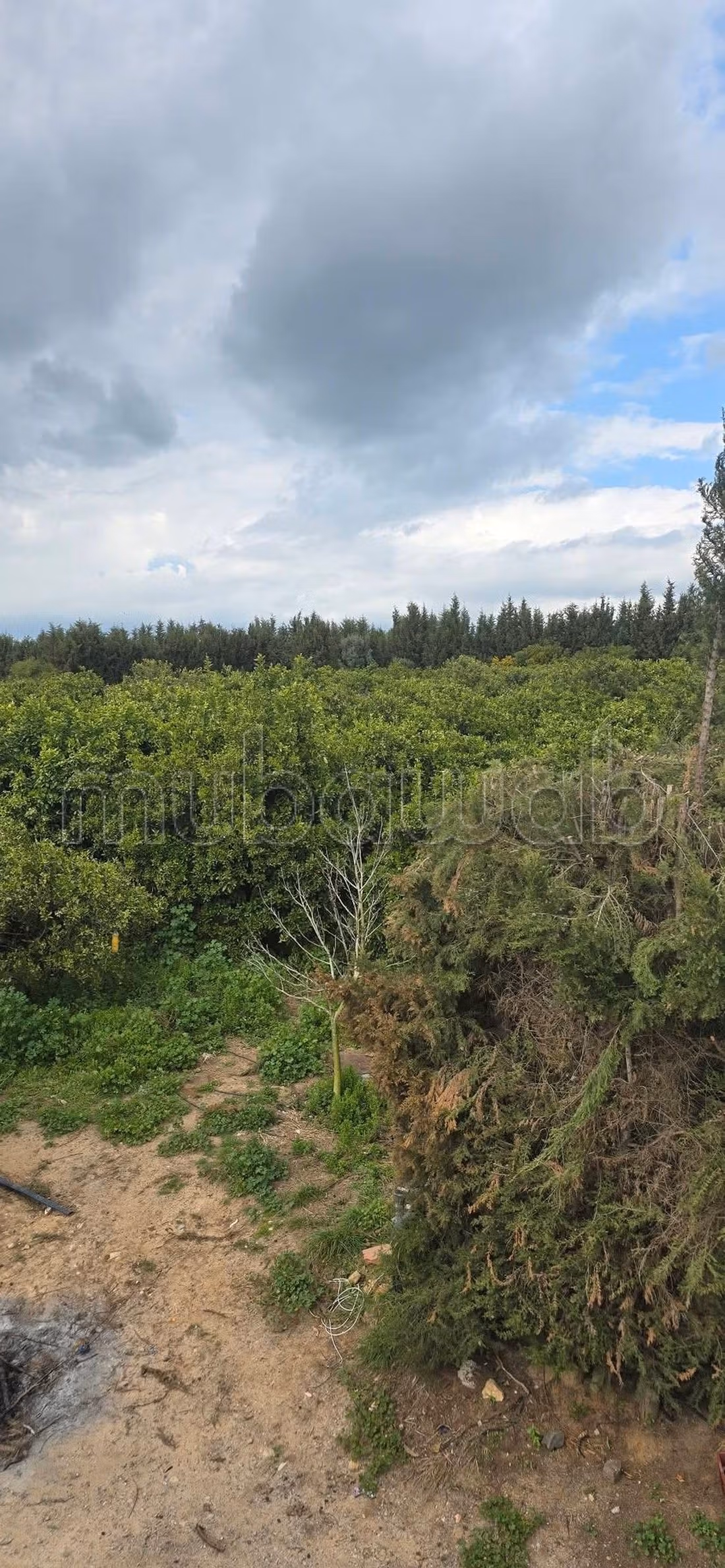 Ferme à vendre à nabeul Bayoub 60000 m2