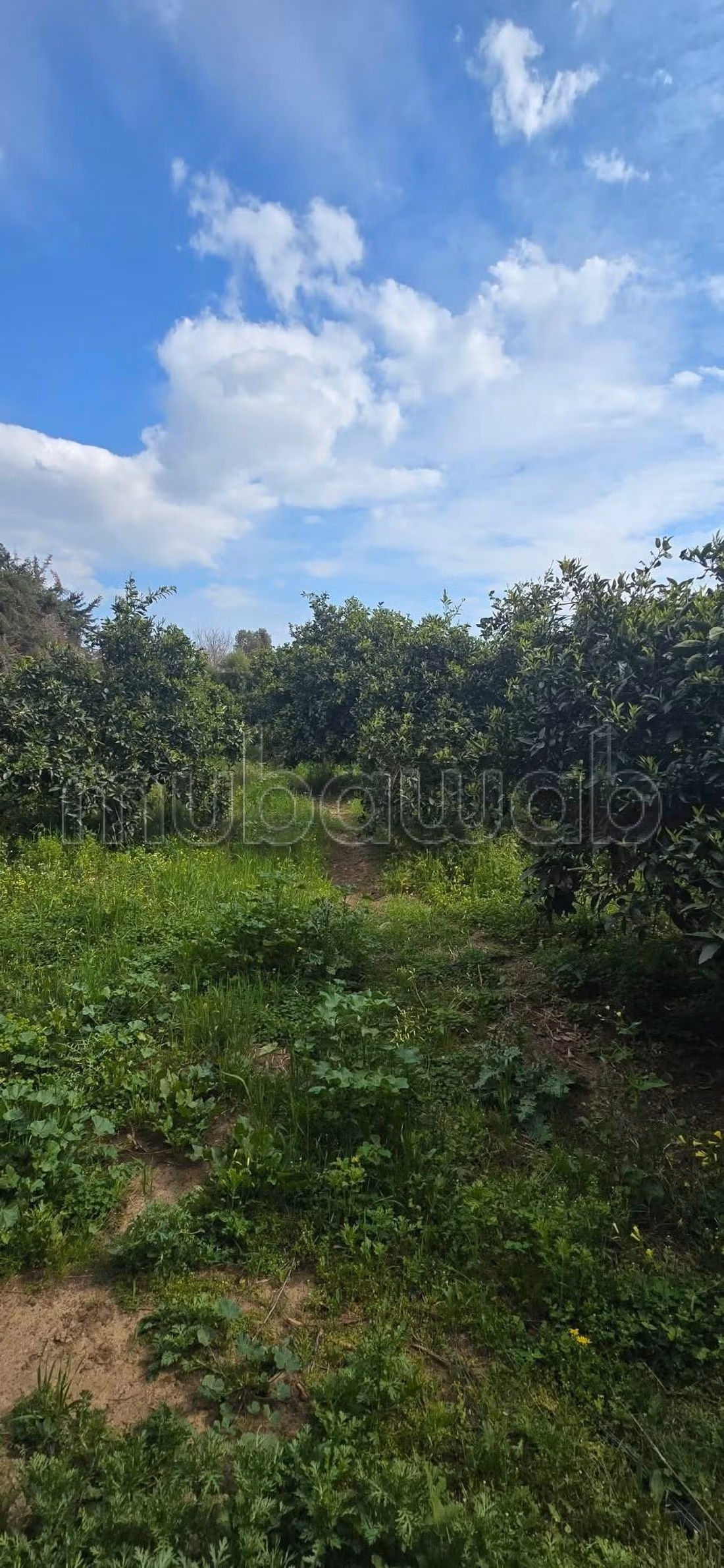 Ferme à vendre à nabeul Bayoub 60000 m2