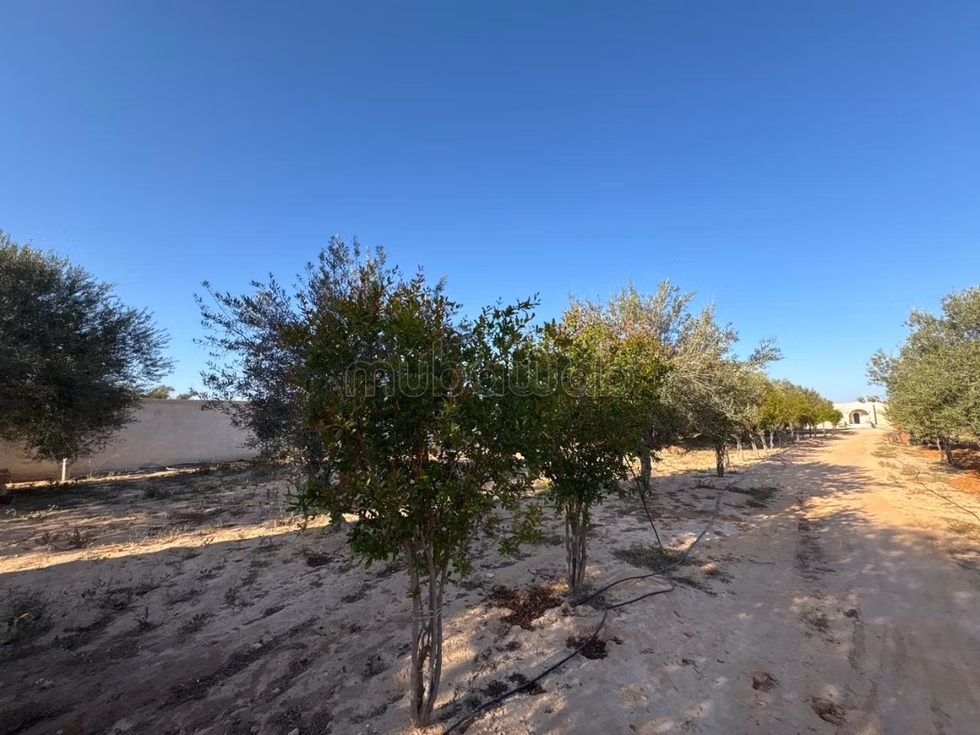 Villa with pool for sale - Djerba