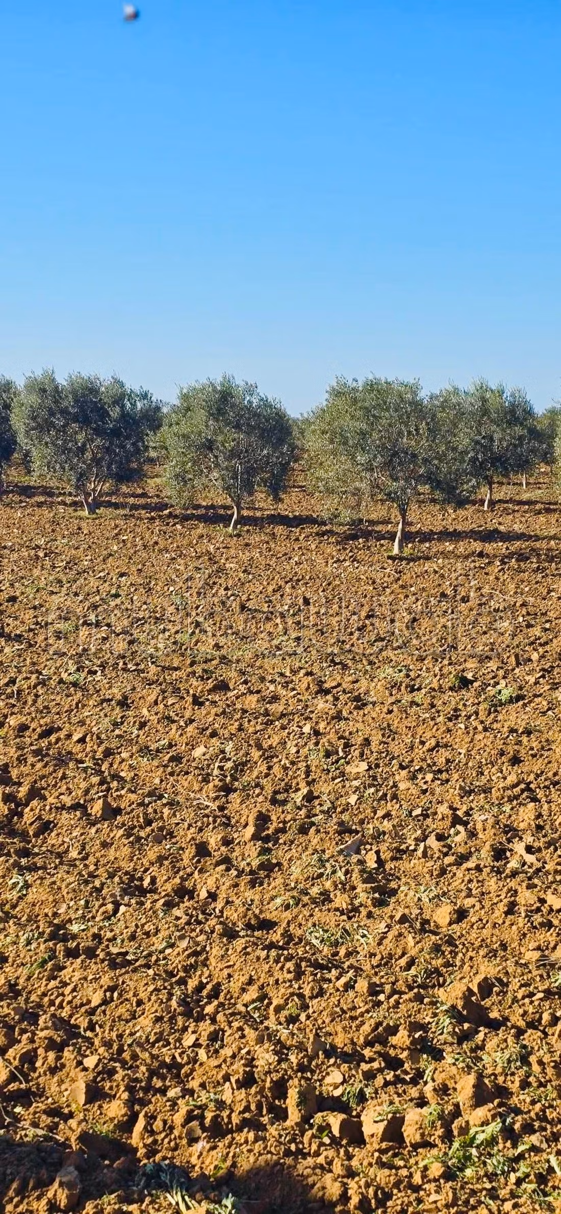 Trouvez votre ferme à acheter à Nabeul 
Enfidha. Superficie 150000 m². Places de parking