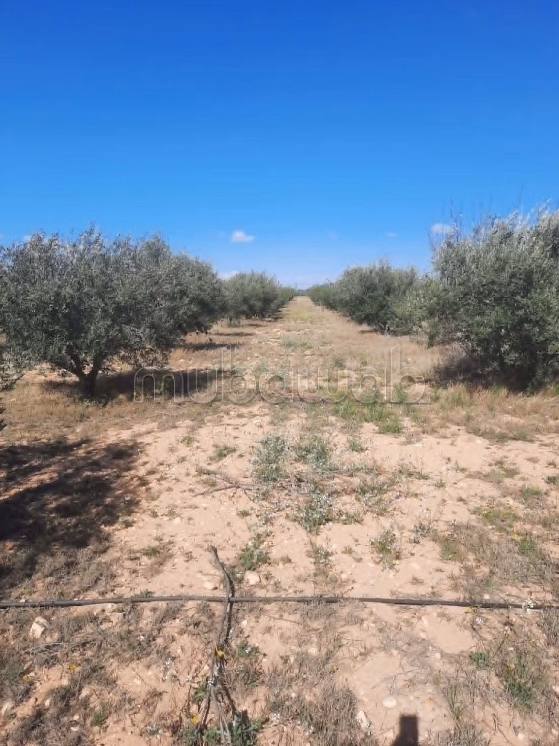 Terrain agricole irriguée 3.8ha a vendre