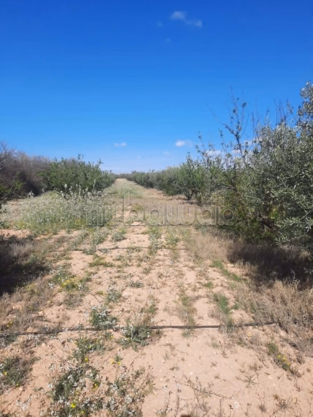 Terrain agricole irriguée 3.8ha a vendre
