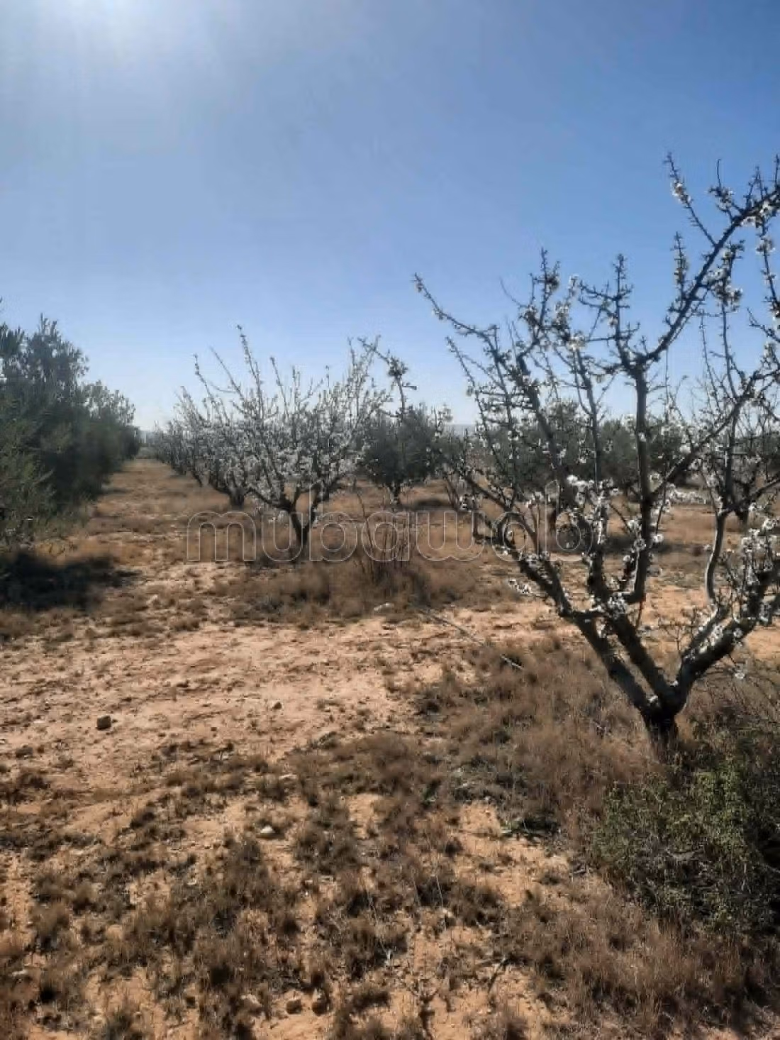 Terrain agricole irriguée 3.8ha a vendre