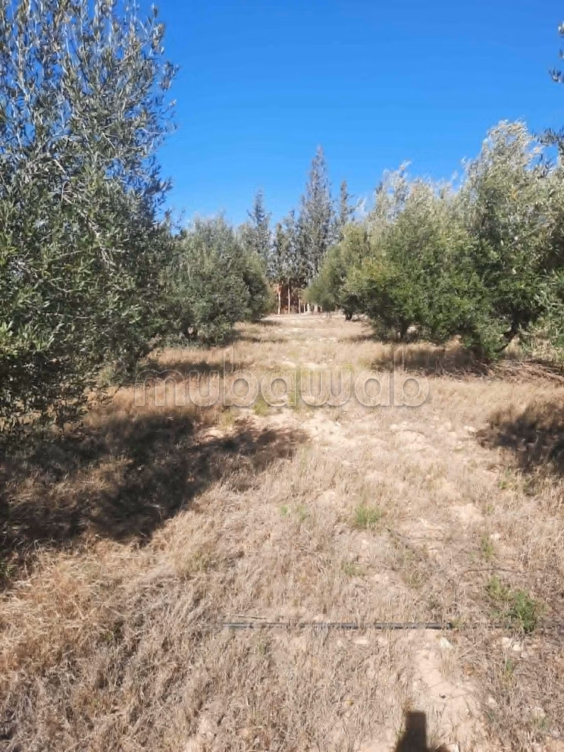 Terrain agricole irriguée 3.8ha a vendre