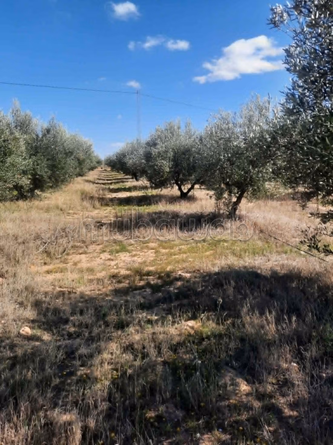 Terrain agricole irriguée 3.8ha a vendre