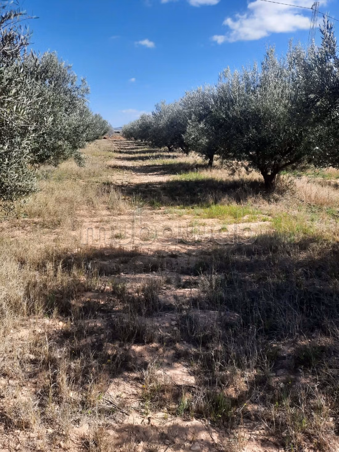 Terrain agricole irriguée 3.8ha a vendre