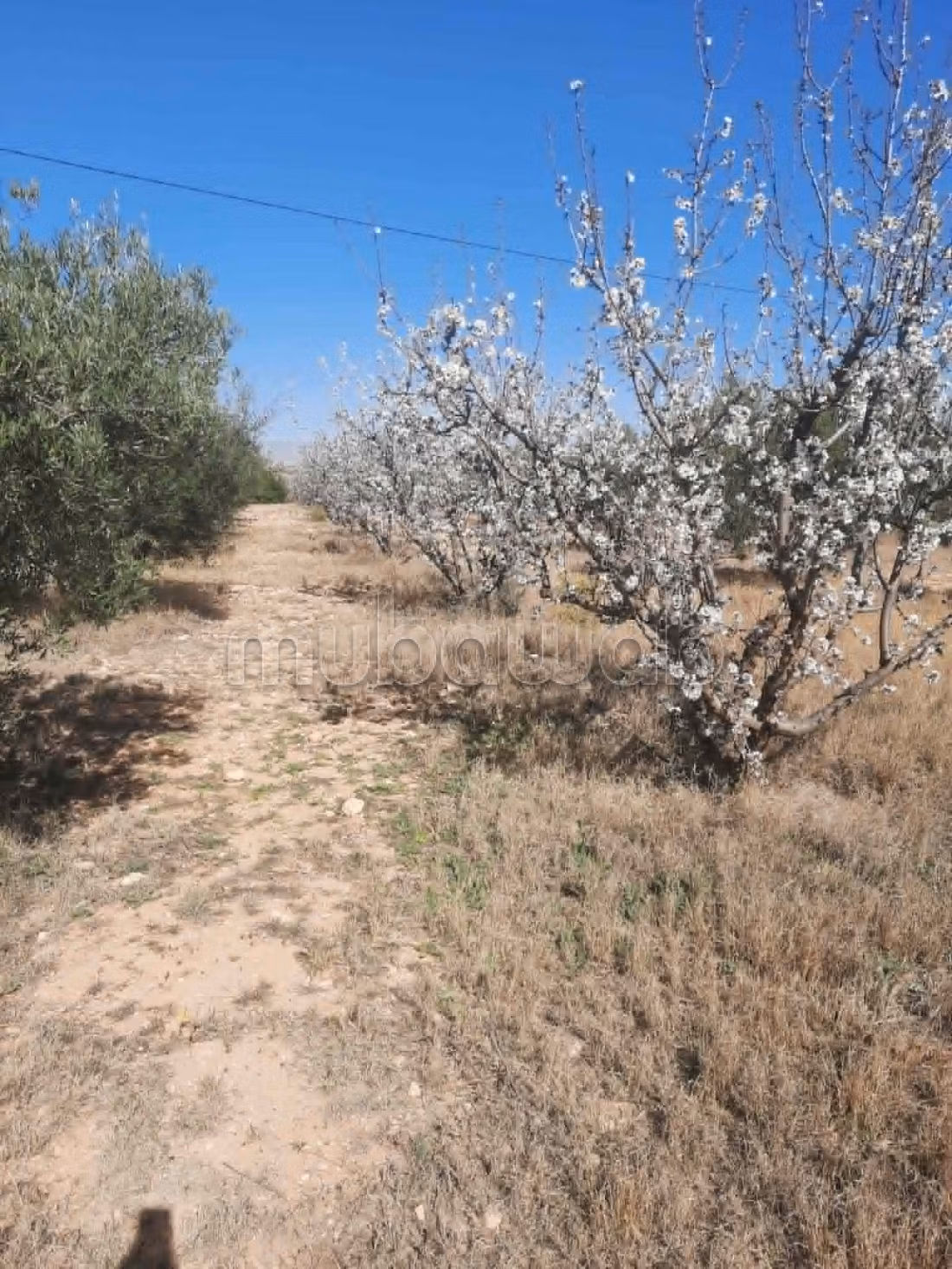 Terrain agricole irriguée 3.8ha a vendre