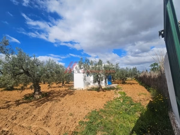In vendita Senia a Sidi Bou Ali