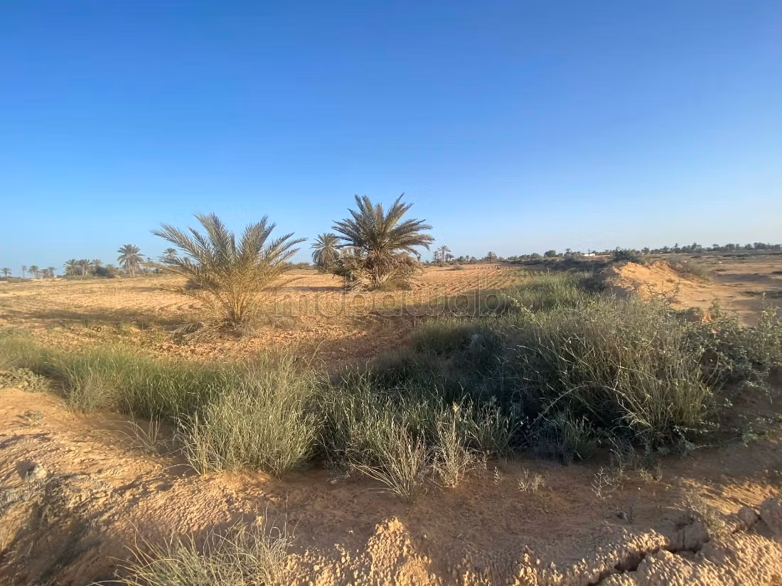 Terrain 13 000 m² près plage – Cheikh Yahya