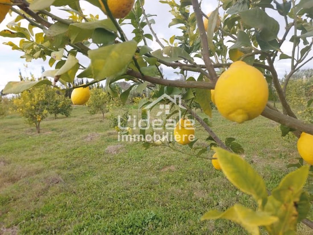 Orchard eccezionale a Borj Hfaïedh 10 km da Hammamet