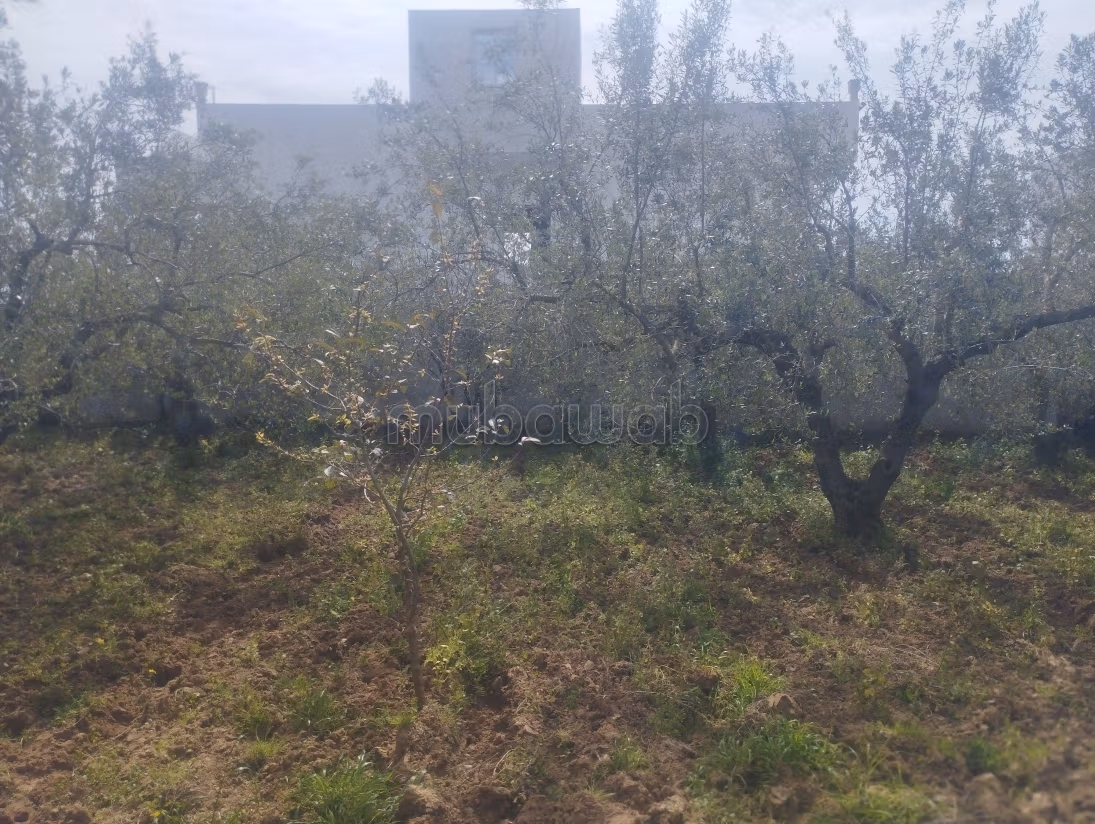 Magnifique terrain à vendre à Maâmoura – Nabeul