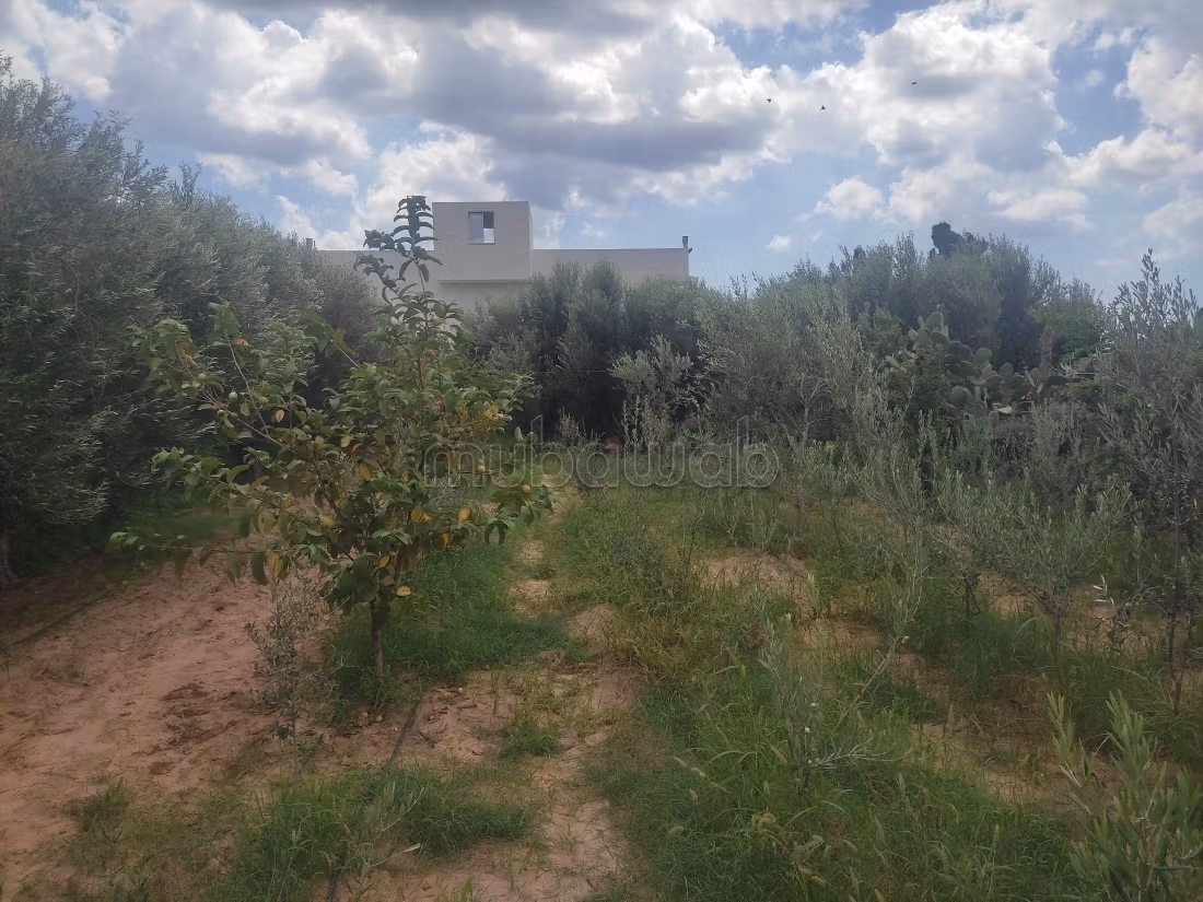 Magnifique terrain à vendre à Maâmoura – Nabeul