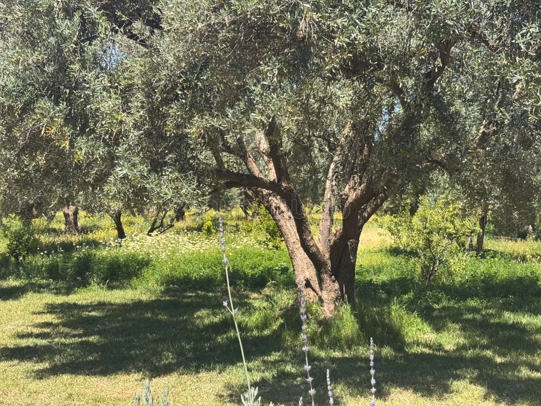 Jolie ferme à vendre à Route de Fez.
Superficie 24700 m².
Places de parking