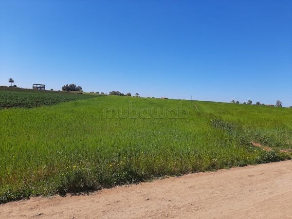Terrain de 1 ha titré près de Benslimane