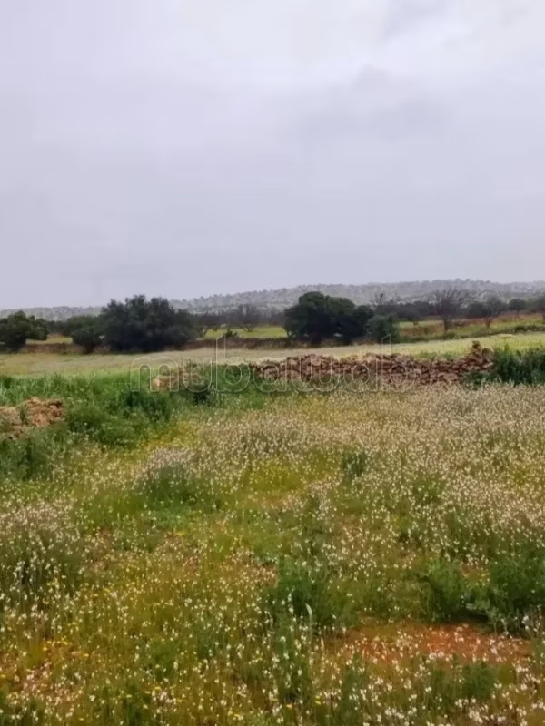 Un beau terrain à vendre zone Rurale