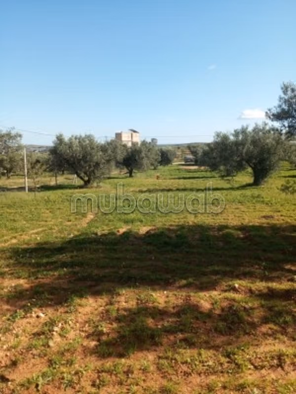 Land for sale on Fez Road.
Total area 40000 m²