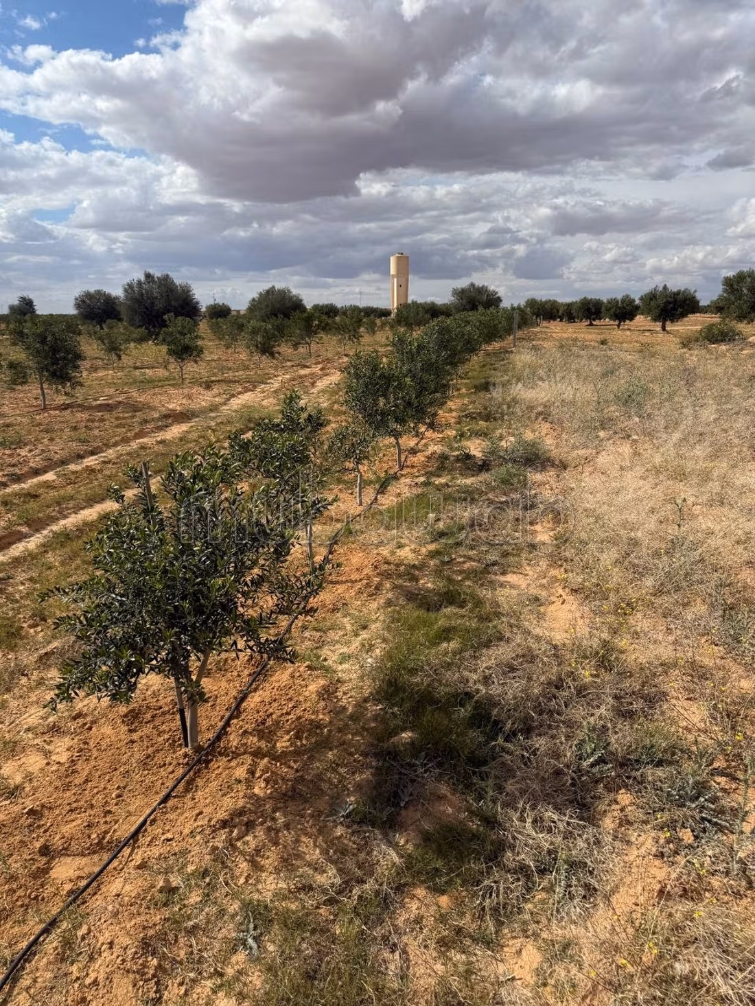 Farm containing 2100 olive trees