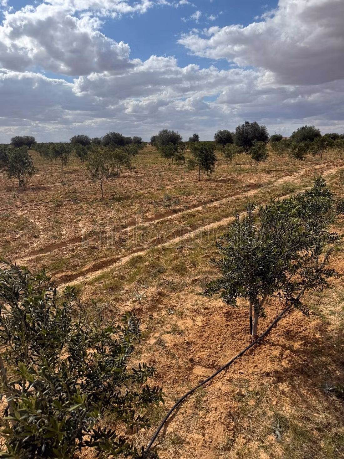 Farm containing 2100 olive trees