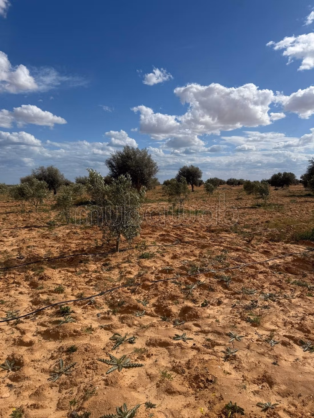 Farm containing 2100 olive trees