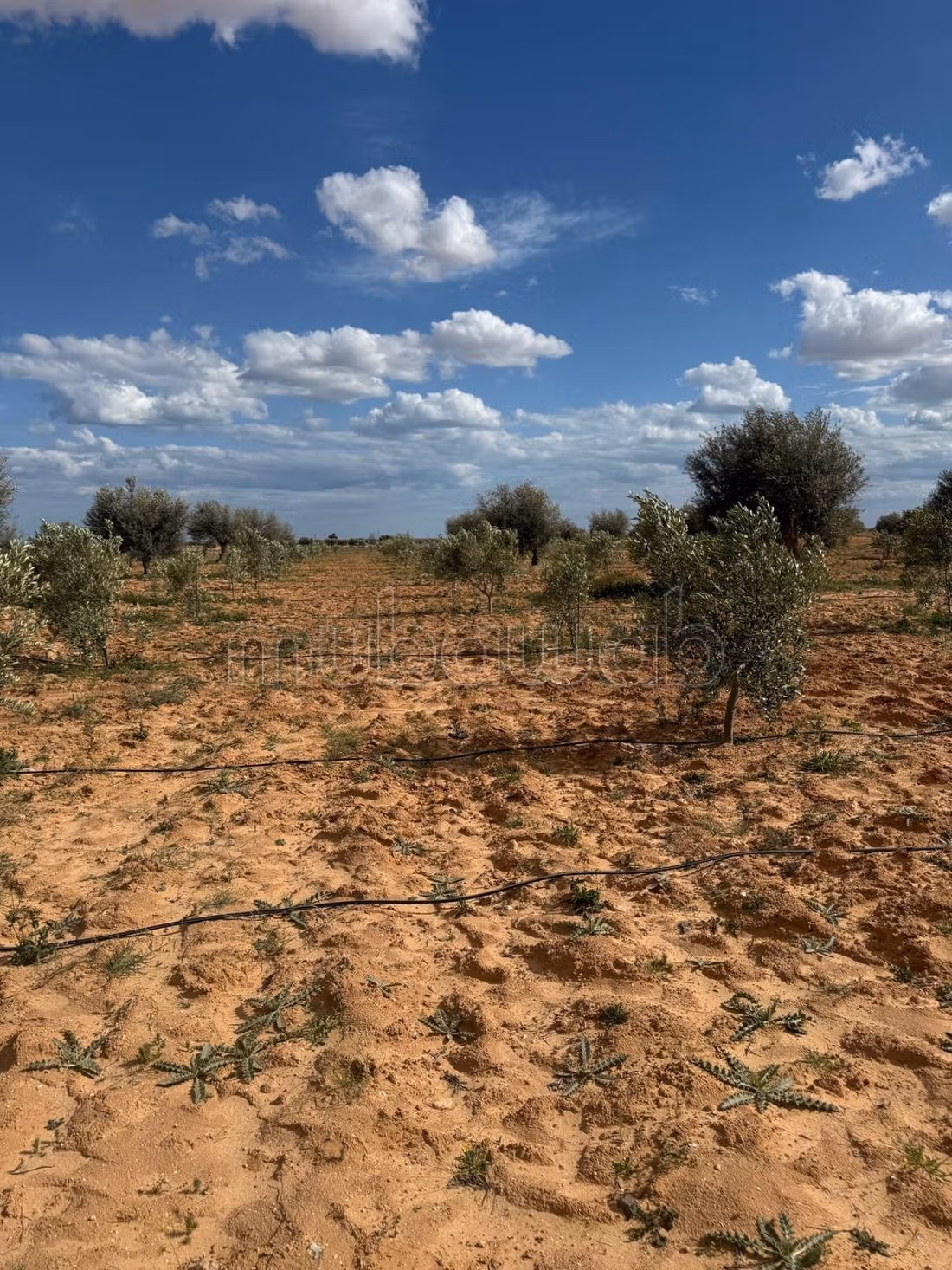 Farm containing 2100 olive trees