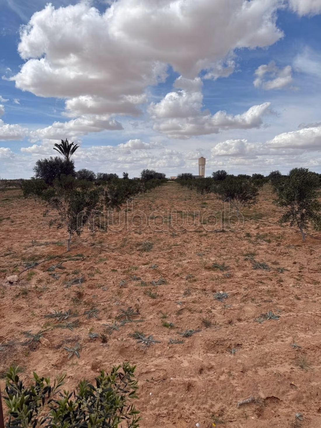 Farm containing 2100 olive trees