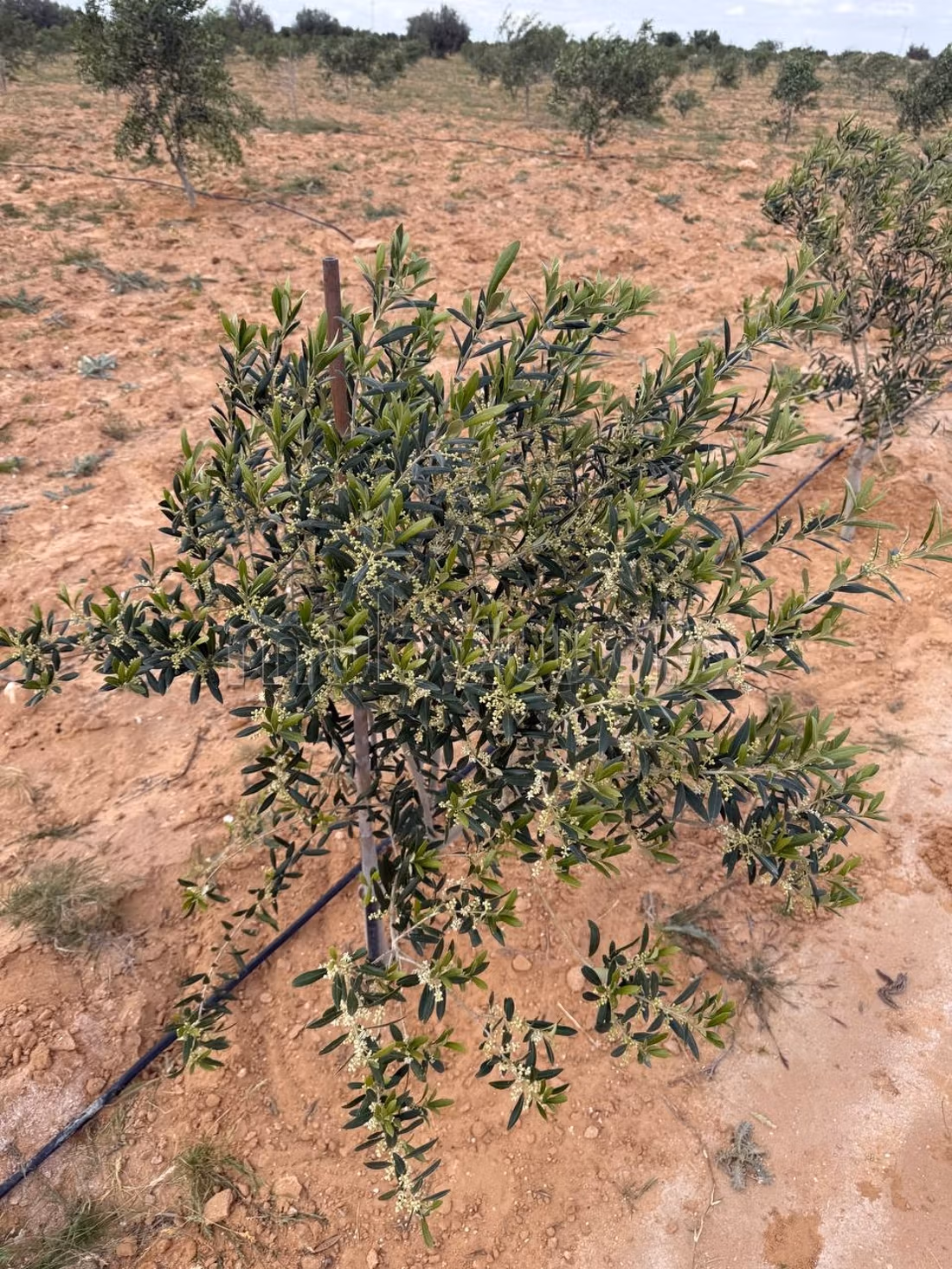 Farm containing 2100 olive trees