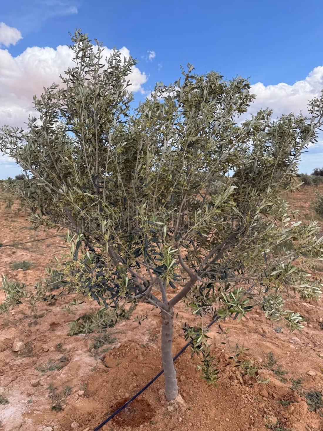 Farm containing 2100 olive trees