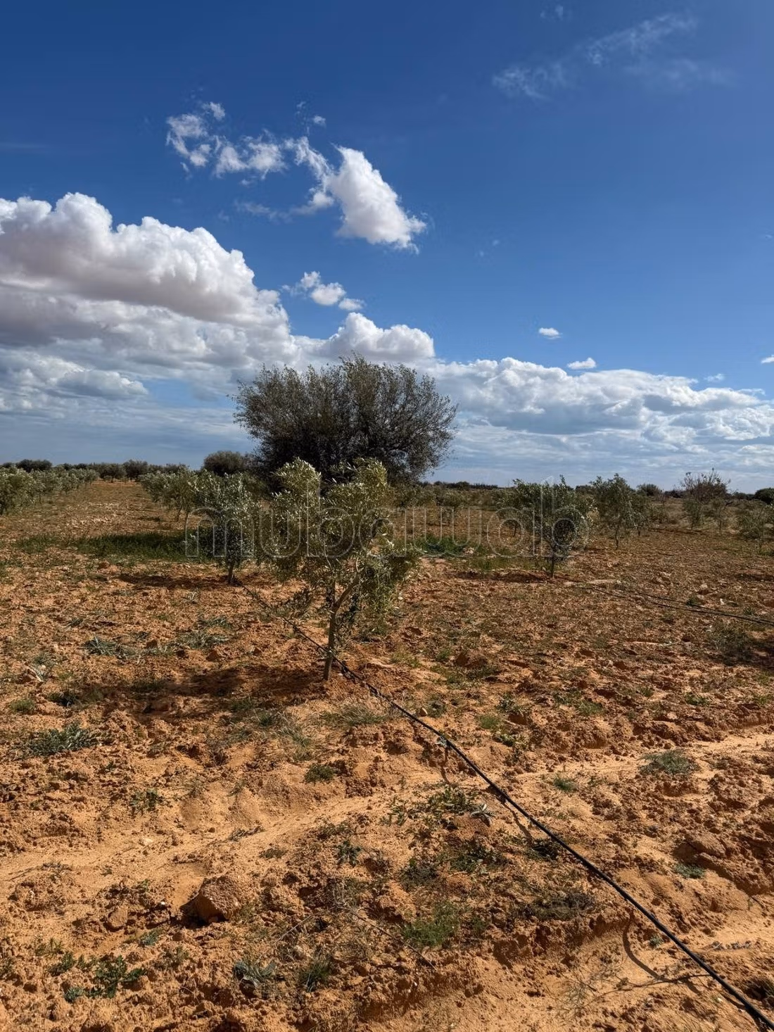 Farm containing 2100 olive trees