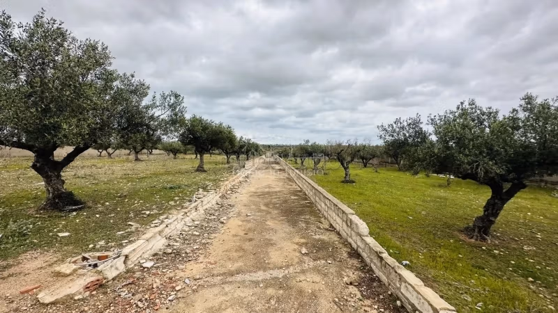 À Vendre – Terrain Agricole à Chatt Meriem