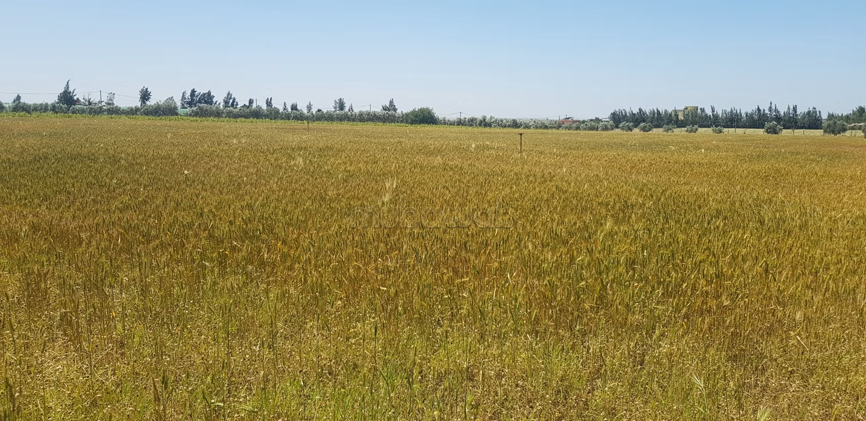 Granja titulada en Sidi Allal el Bahraoui