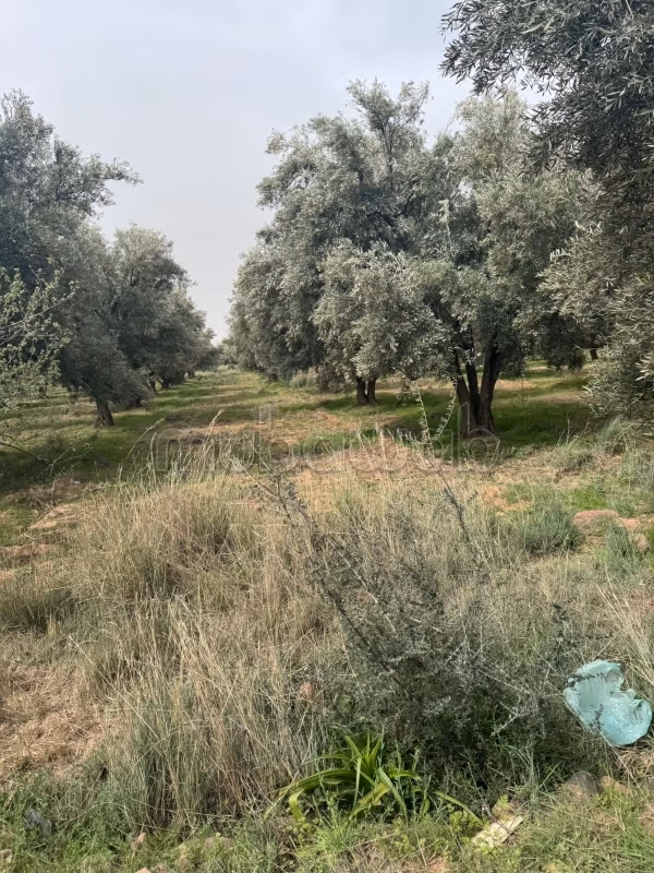 12 Hectares Titled – Potential 12 Villas