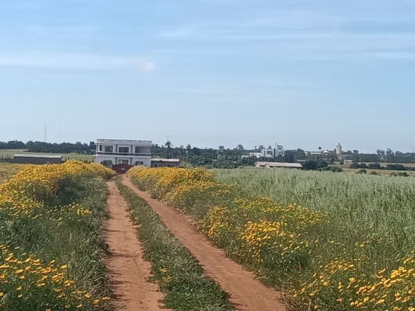 Kopen: land. Oppervlakte 15000 m²