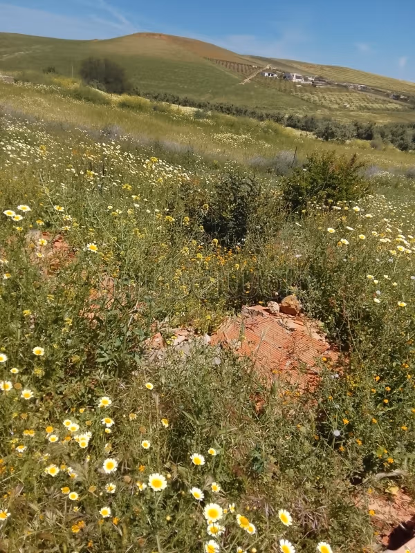 Terrain à la vente à Hay Maamoura.
Surface totale 10000 m²