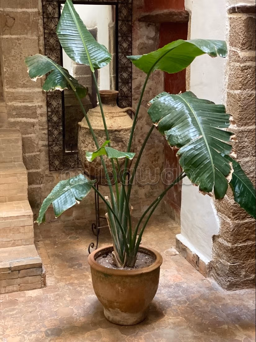 Magnifico Riad 5 Camere nel Cuore della Medina