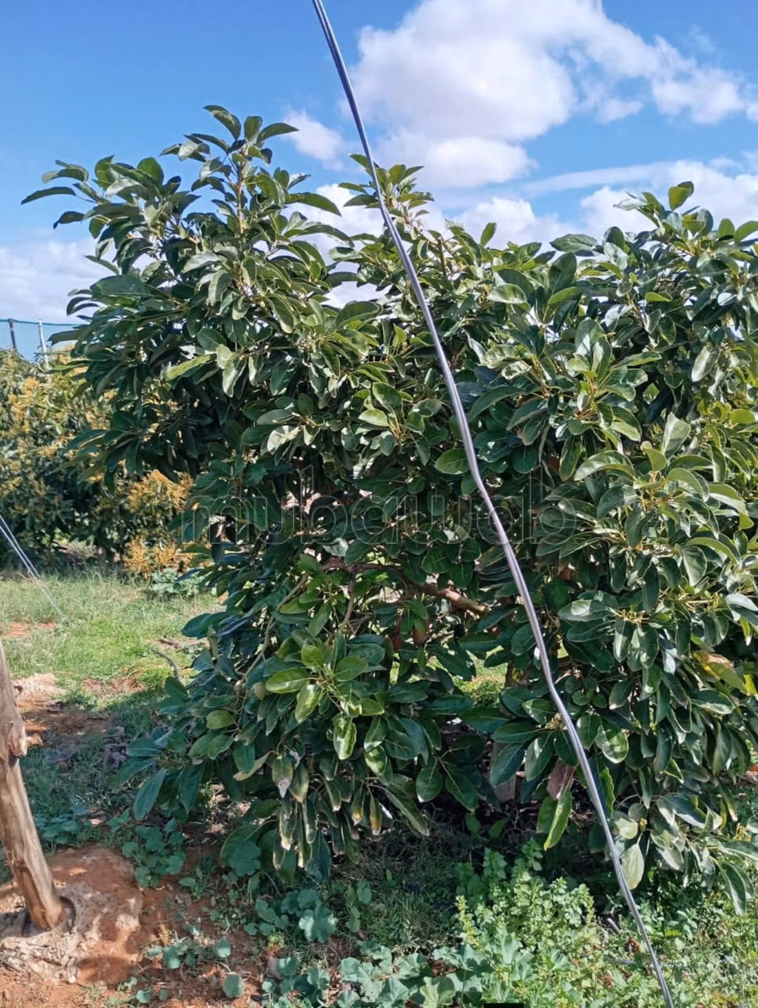 Agradable granja en venta. Área total 350000 m². Residencia segura